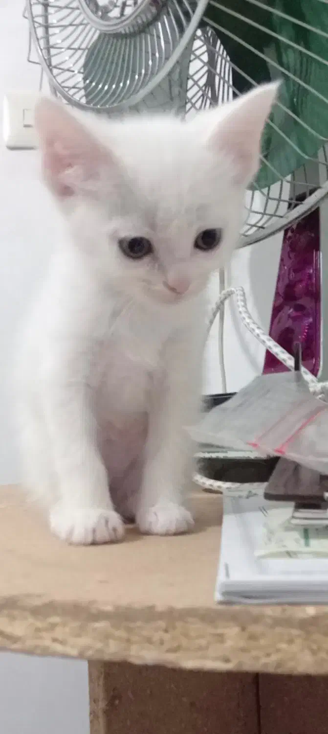 گربه پرشین نر|گربه|شاهرود, |دیوار