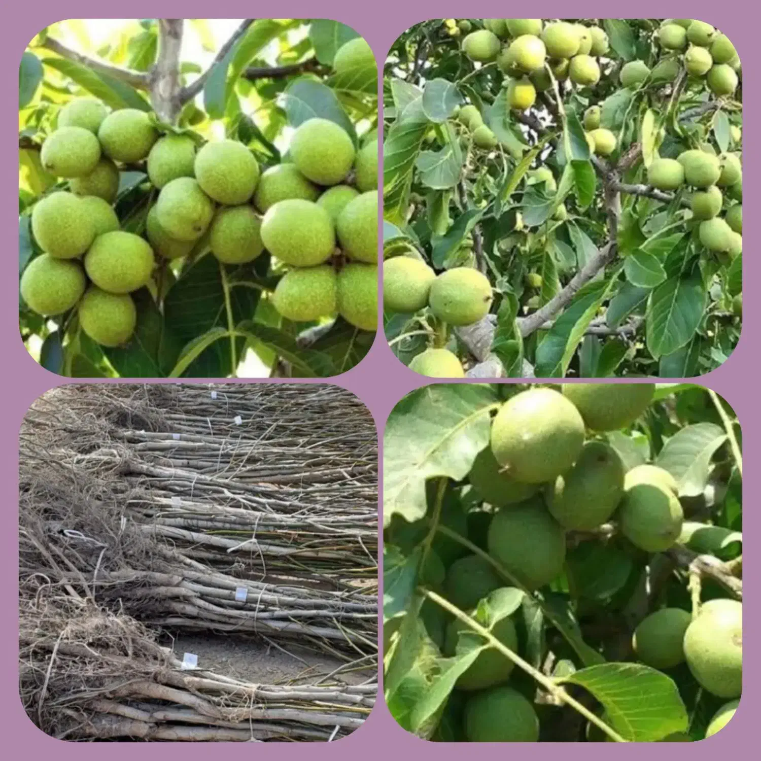 جشنواره پاییزی فروش درخت و نهال بزرگ|گل و گیاه طبیعی|مشهد, خواجه ربیع|دیوار