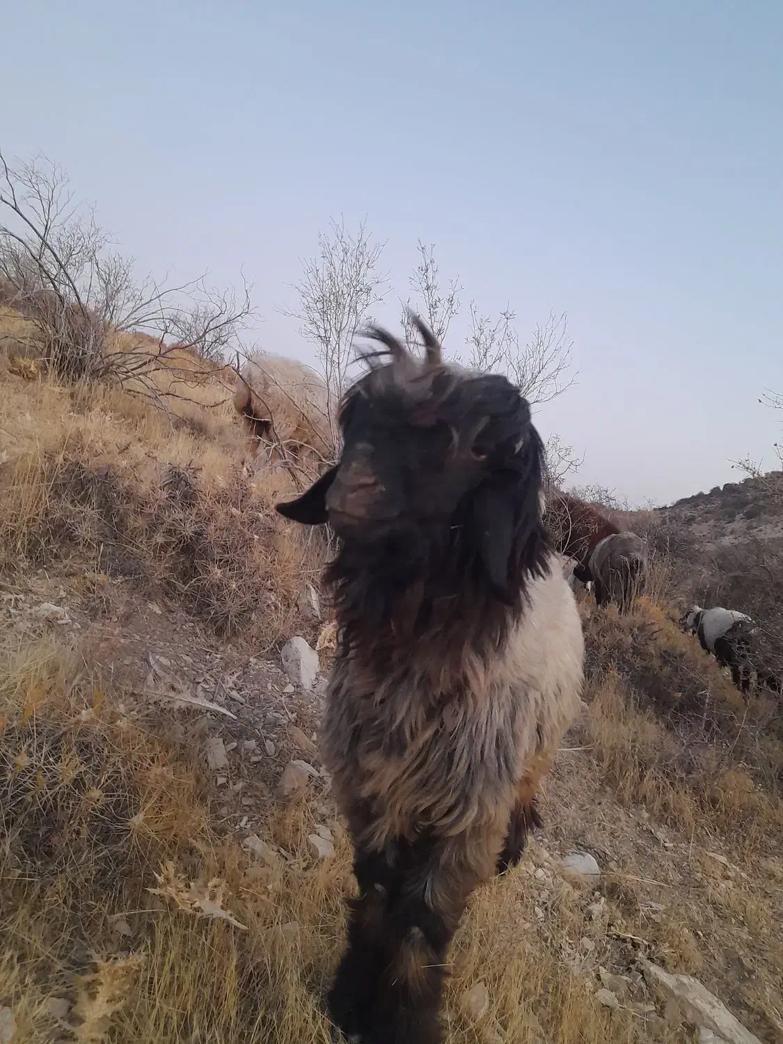 قوچ|حیوانات مزرعه|سپیدان, |دیوار