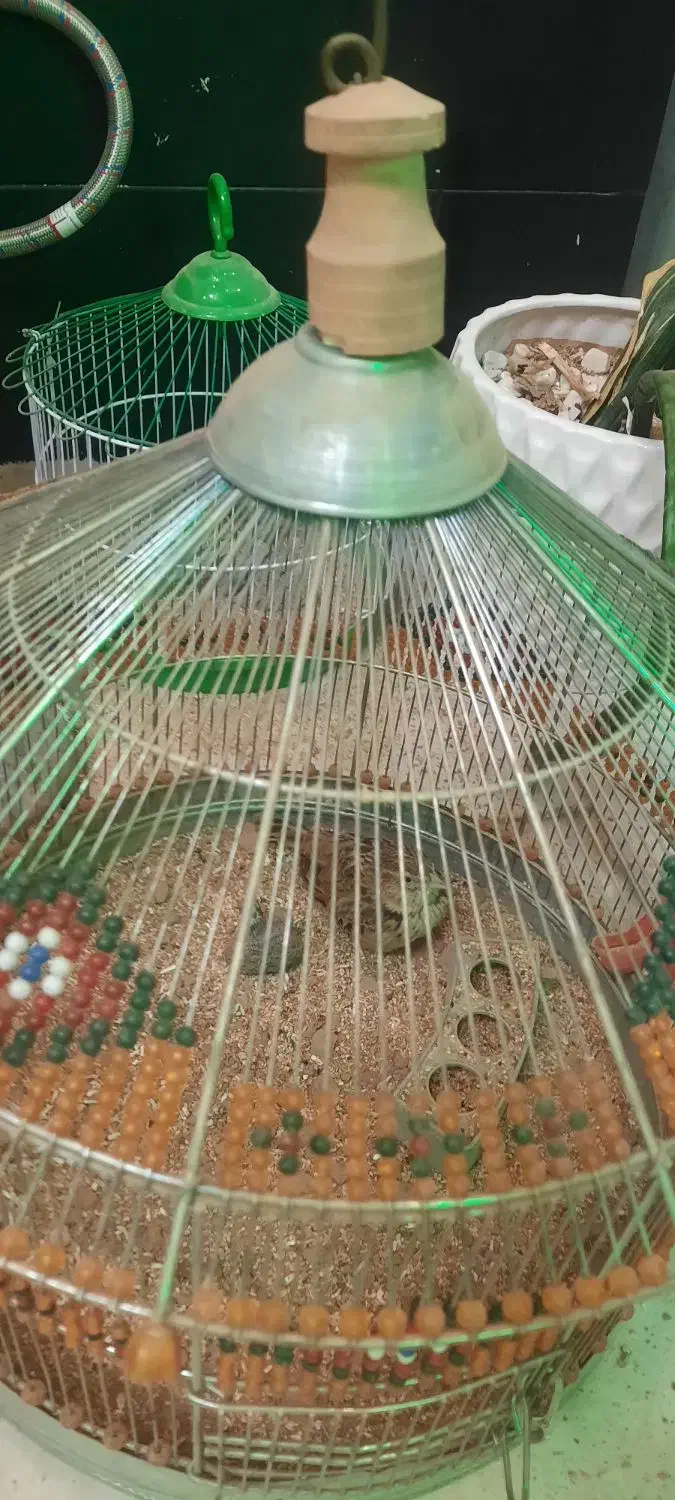 دو عدد سهرخاکی|پرنده|تاکستان, |دیوار