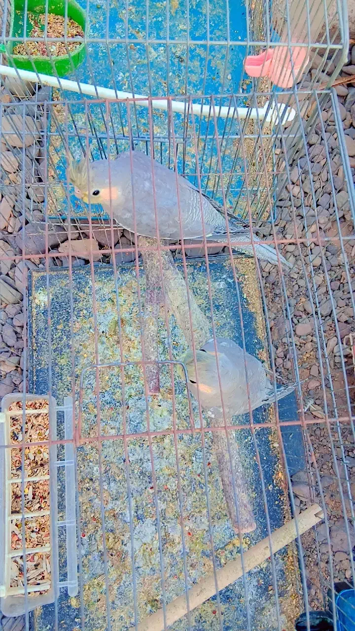 سامسونگ گلکسی(هلندی عروس)|موبایل|بم, |دیوار