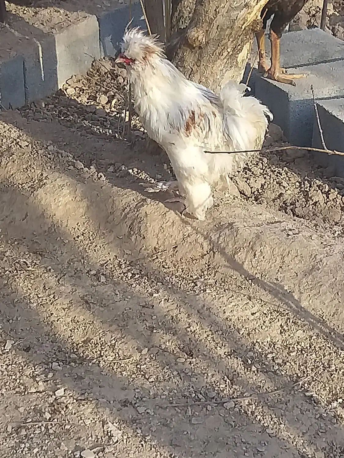 ۲ عدد خروس سلطان|حیوانات مزرعه|یزد, |دیوار