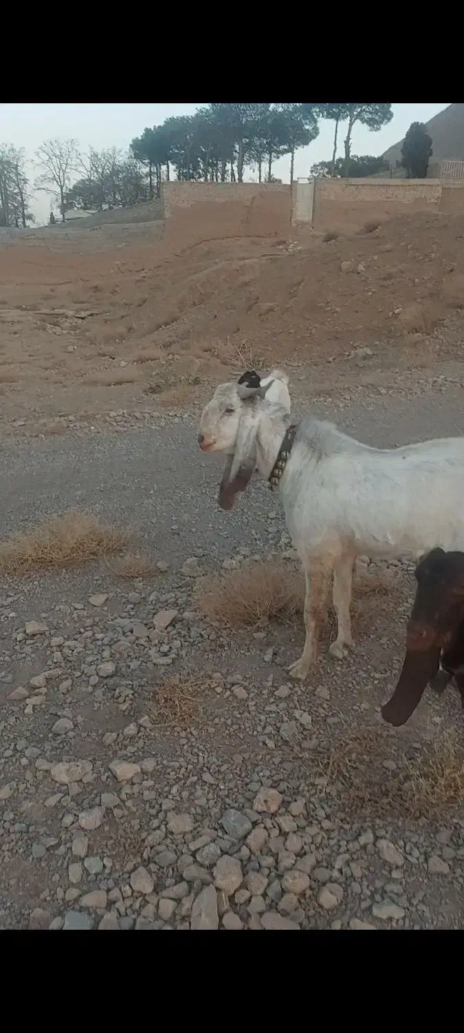 نربزپاکستانی|حیوانات مزرعه|پیر بکران, |دیوار