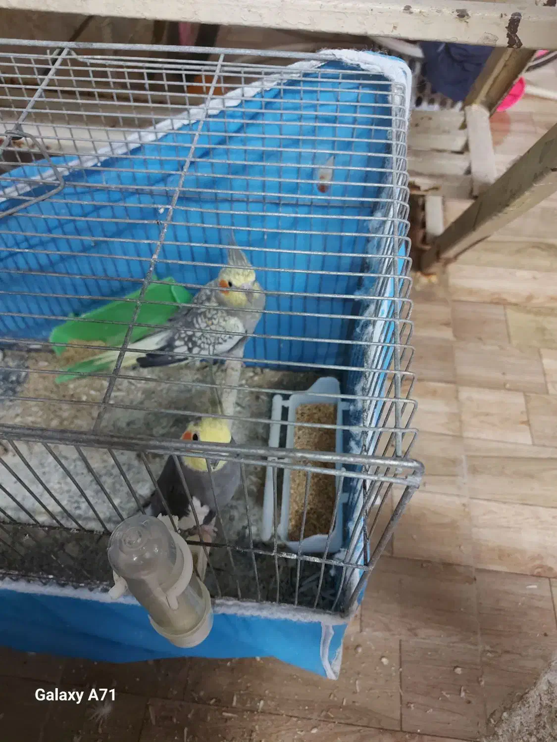 عروس هلندی|پرنده|آبادان, |دیوار