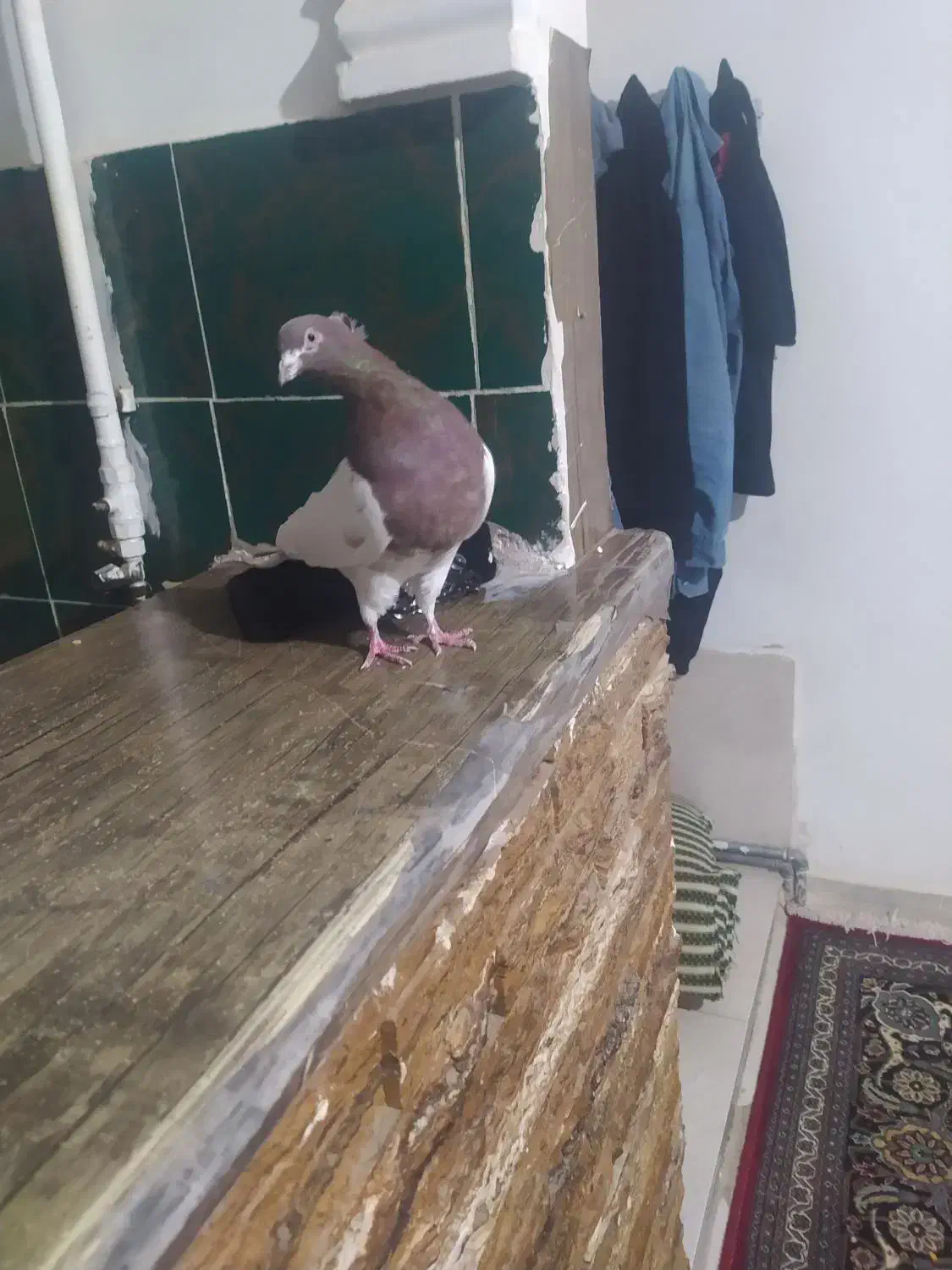 گوره کله ای|پرنده|بروجرد, |دیوار