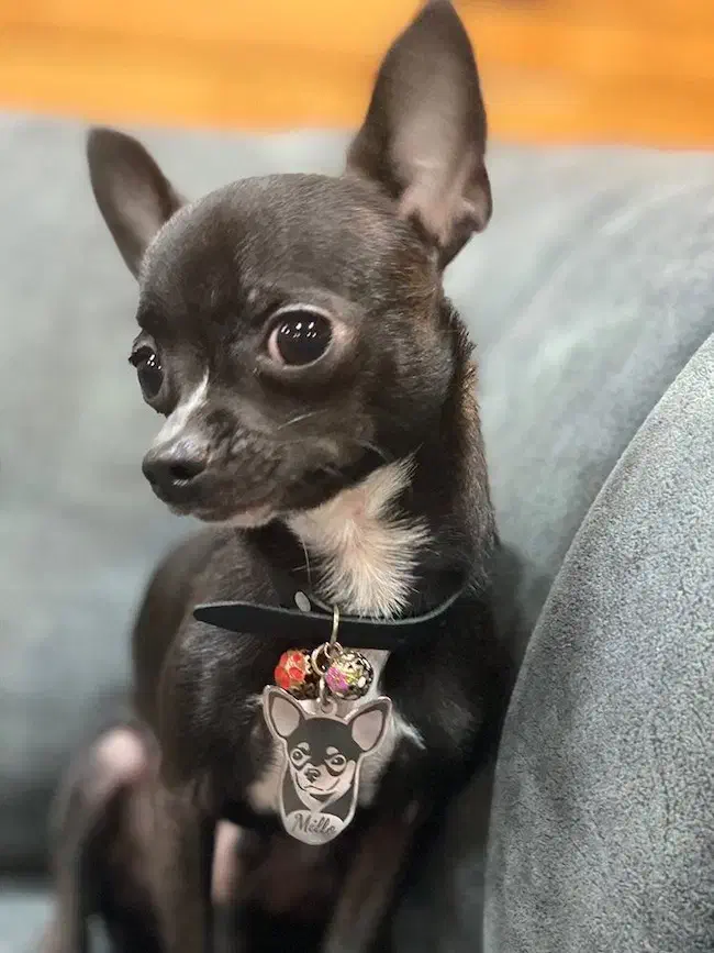 سگ شی واوا|سگ|بم, |دیوار