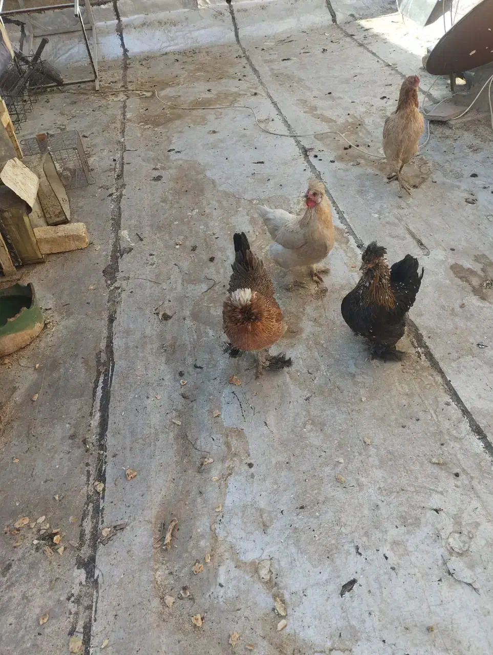 ۳ عدد مرغ سلطان|حیوانات مزرعه|شیراز, محراب|دیوار