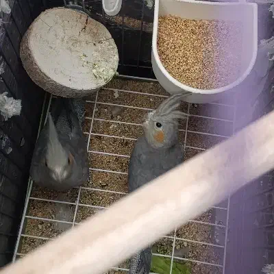 پرنده عروس هلندی|پرنده|هشتگرد, فاز ۷ مهستان|دیوار