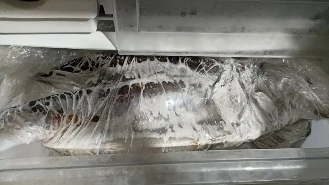 ماهی شیرجنوب|ماهی|شاهینشهر, مسکن مهر|دیوار