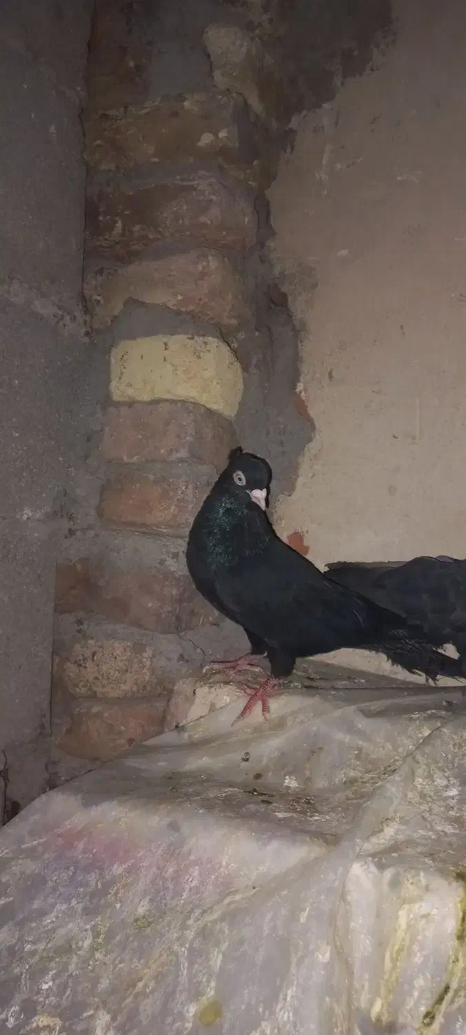 کفتر|پرنده|خسروشاه, |دیوار