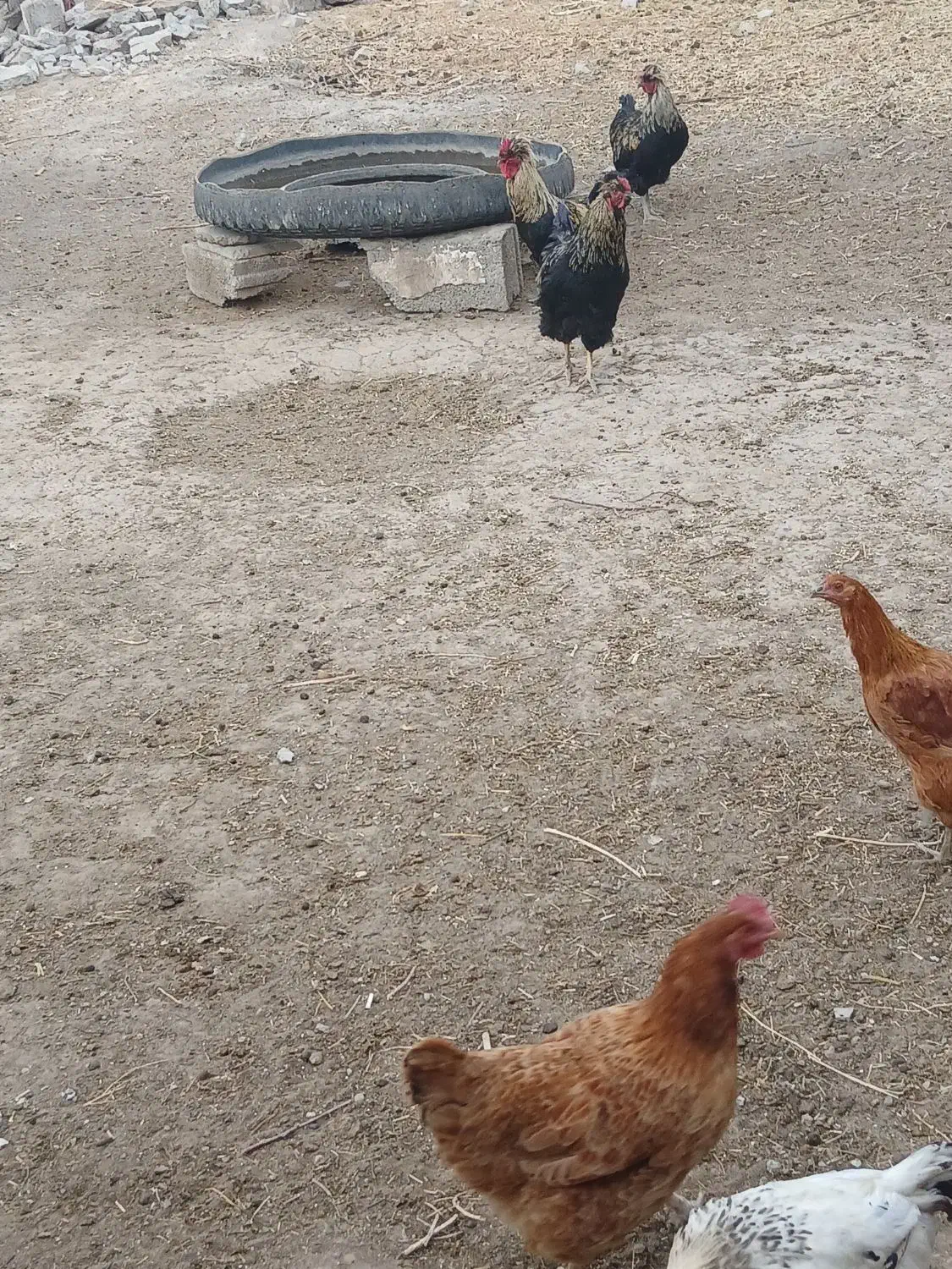 دوتا خروس جوان بفروش میرسد|حیوانات مزرعه|خواجه, |دیوار