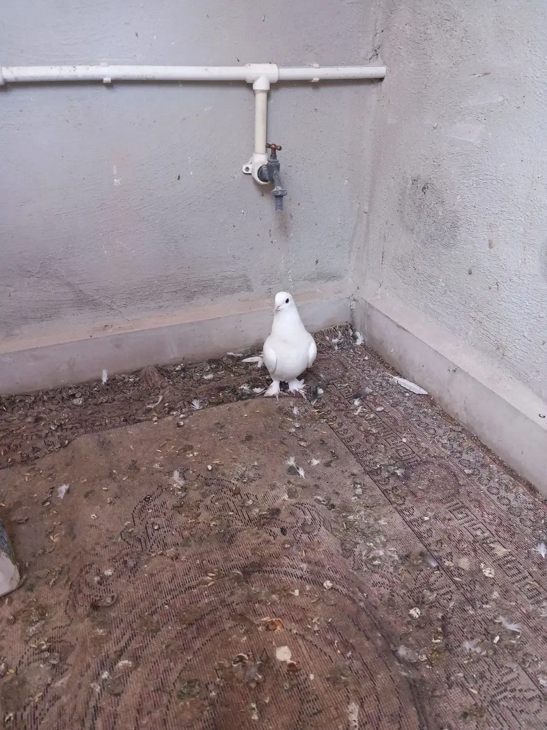 کبوتر لوتی|پرنده|تبریز, |دیوار