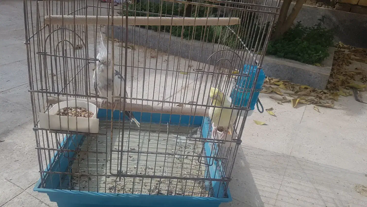 عروس هلندی|پرنده|شیراز, شهرک رضوان|دیوار