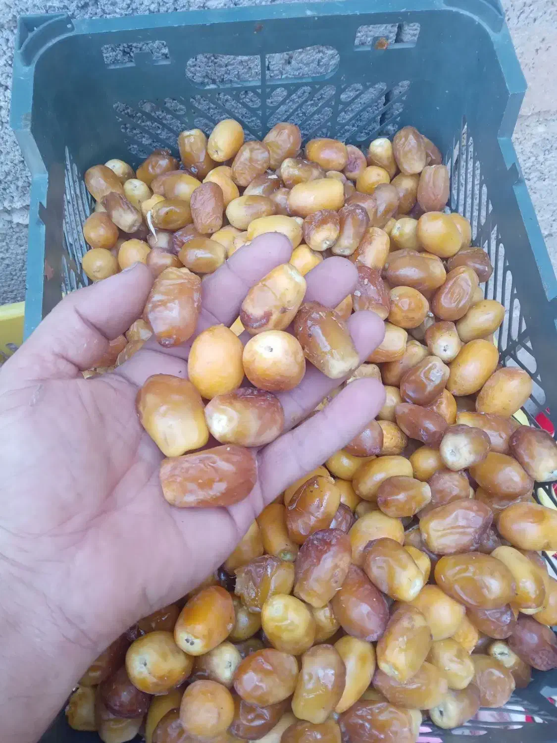 رطب خوش رنگ|خوردنی و آشامیدنی|میناب, |دیوار