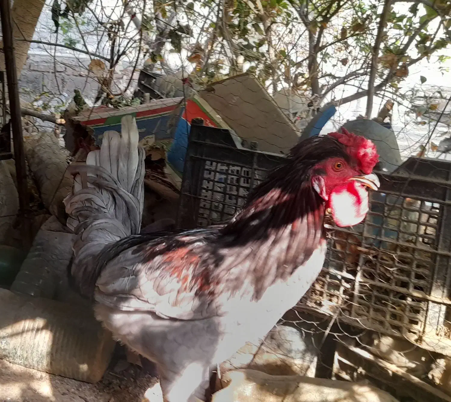 مرغ و خروس|حیوانات مزرعه|جیرفت, |دیوار