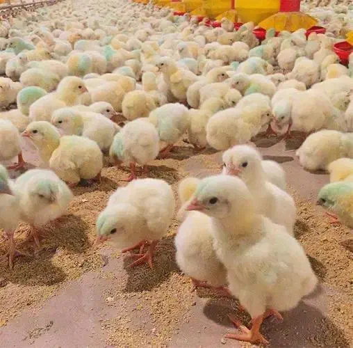 فروش جوجه یکروزه گوشتی و تخمگذار|حیوانات مزرعه|تهران, باغ فیض|دیوار