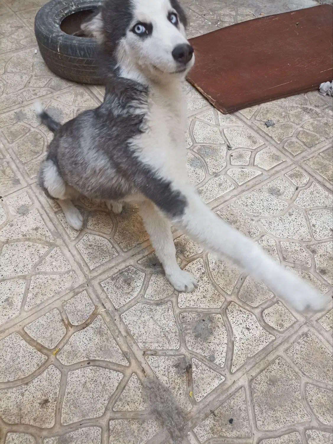 سگ هاسکیی ۹ماهه ماده واگذاری|سگ|پاکدشت, پاکدشت (مامازند)|دیوار