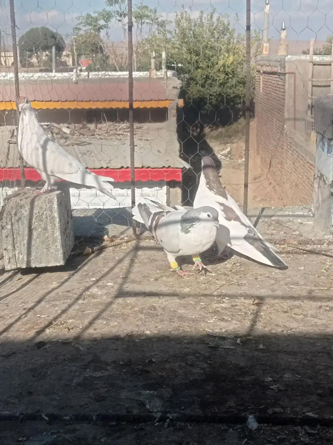 کفتر|پرنده|عطاملک, |دیوار