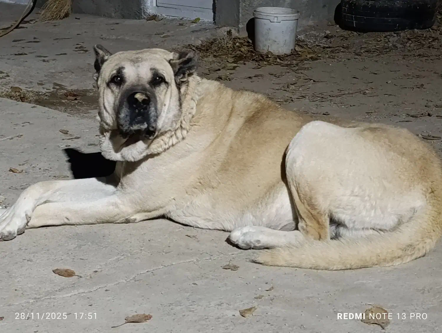 سگ سرابی|سگ|بوکان, |دیوار