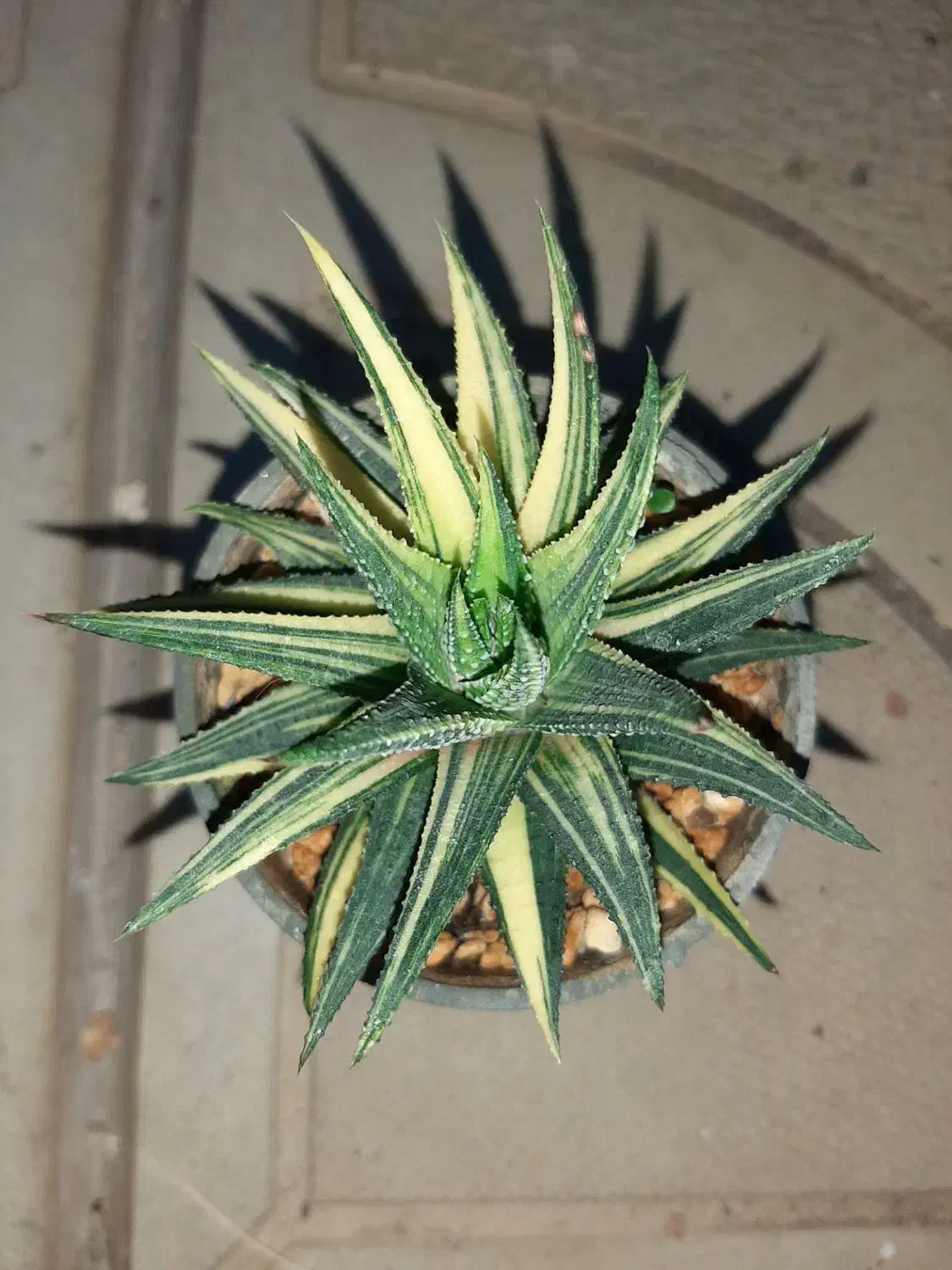 هاورتیا ابلق|کلکسیون و سرگرمی|هریس, |دیوار