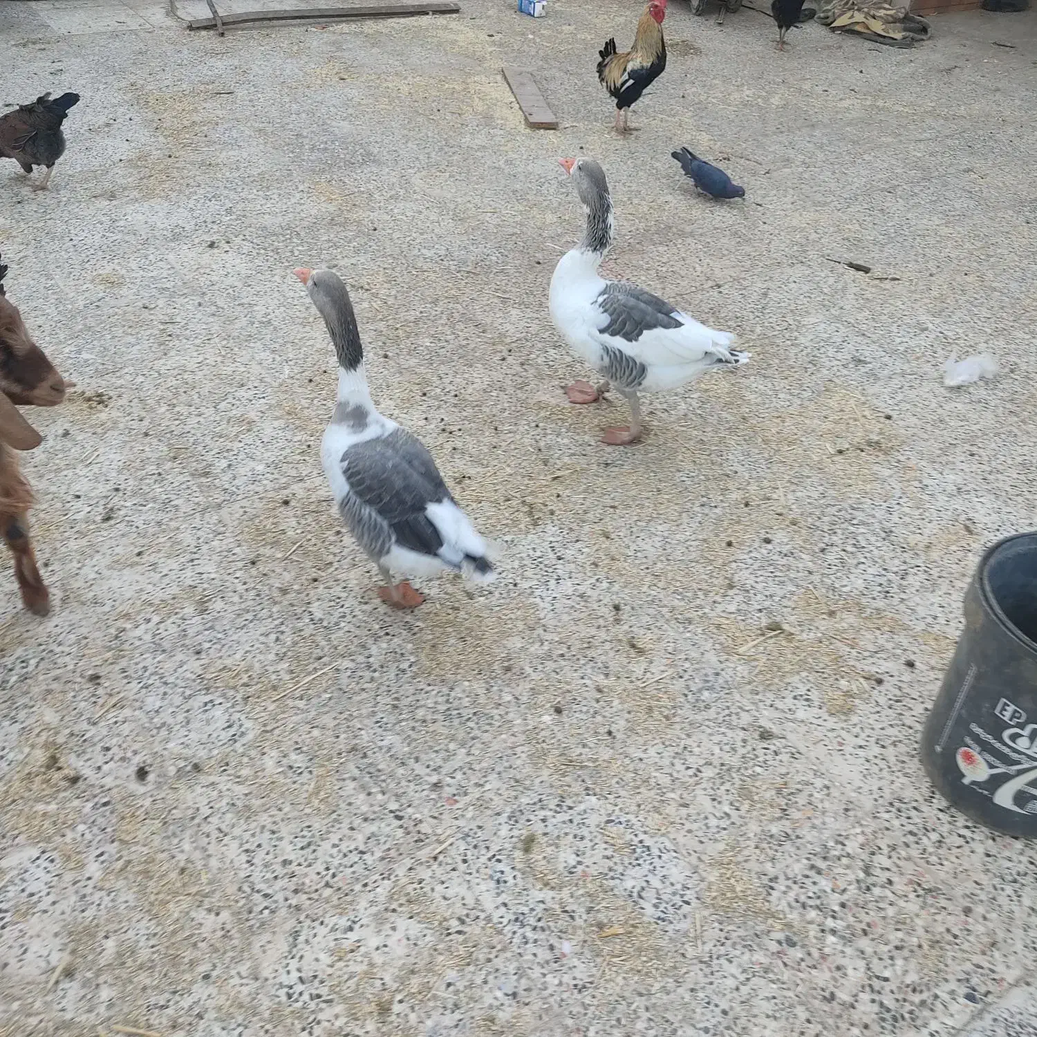 بوقلمون|حیوانات مزرعه|رامشیر, |دیوار