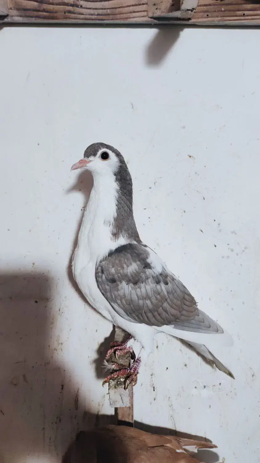 ساده جوجه|پرنده|نیشابور, بزرگمهر|دیوار