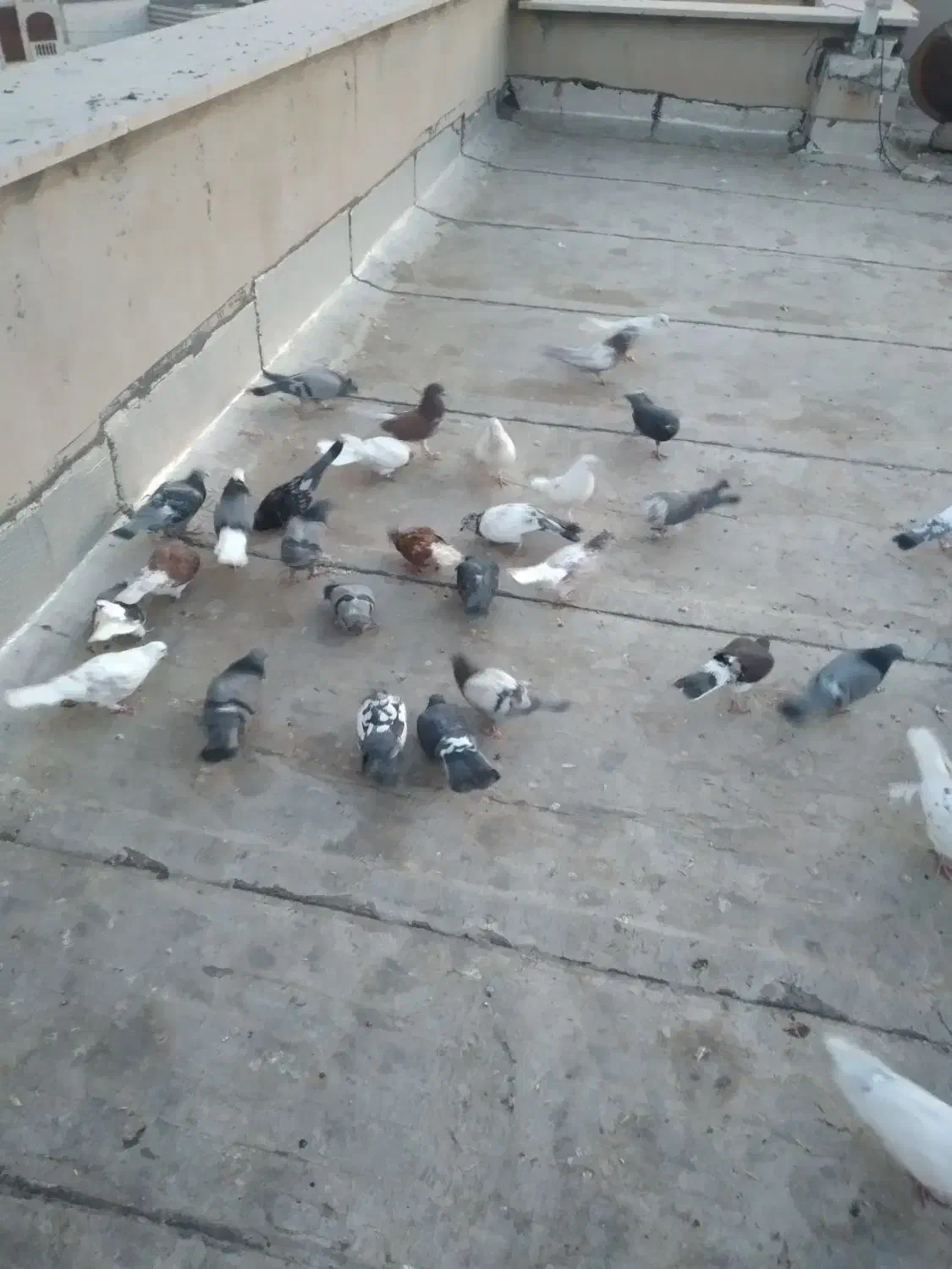 فروش کبوتر|پرنده|گرمسار, |دیوار