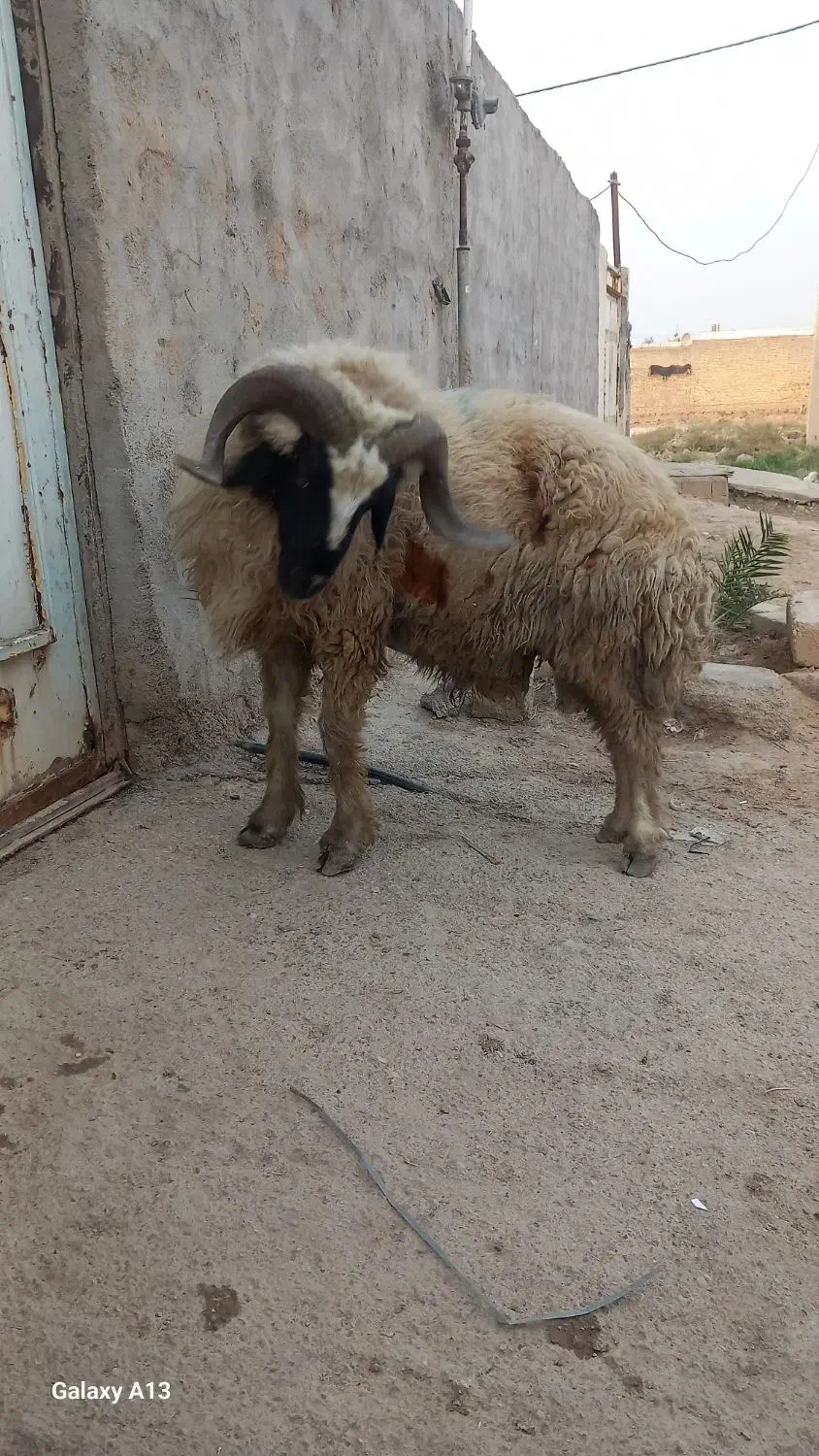 قوچی یا خروف یا گوسفند بره|حیوانات مزرعه|کارون, |دیوار