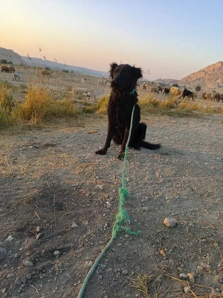 نلیطز|سگ|بهبهان, |دیوار