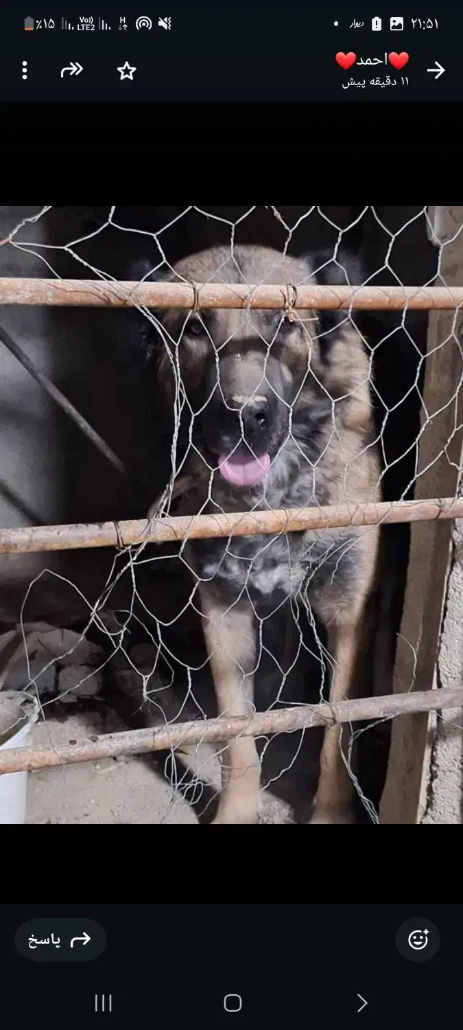 سگ نگهبان سرابی|سگ|باقرشهر, |دیوار