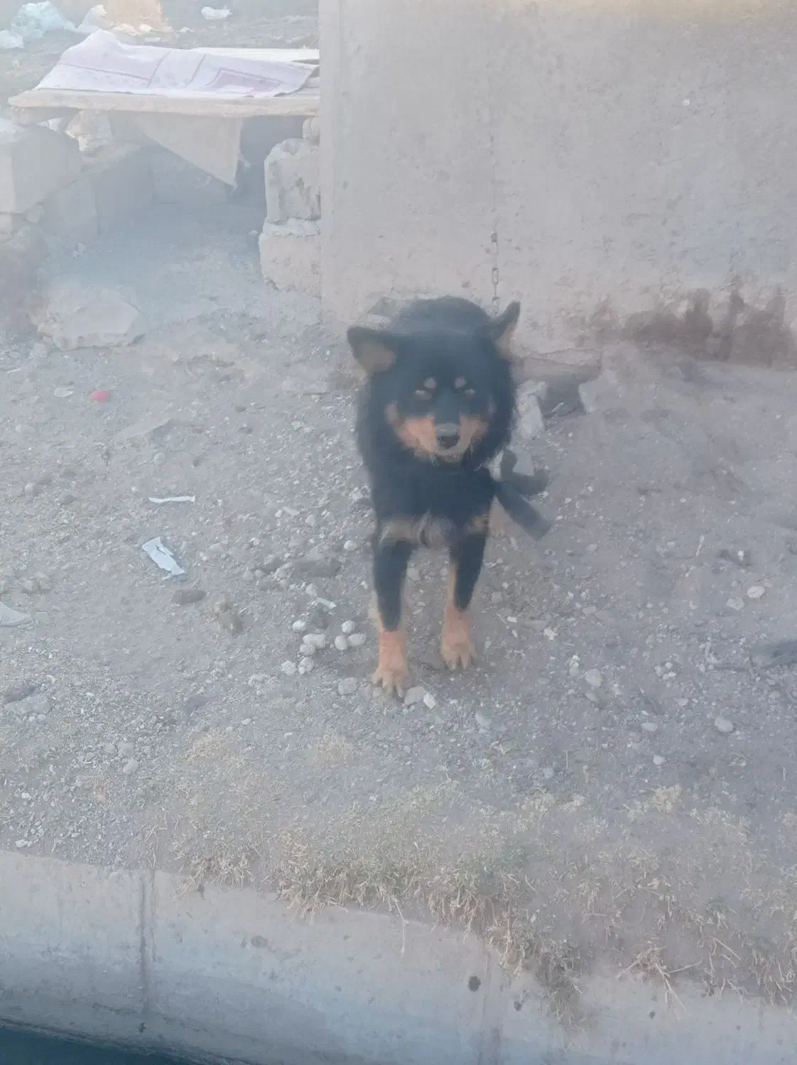 سگ ژرمن باهوش|سگ|ملکان, |دیوار