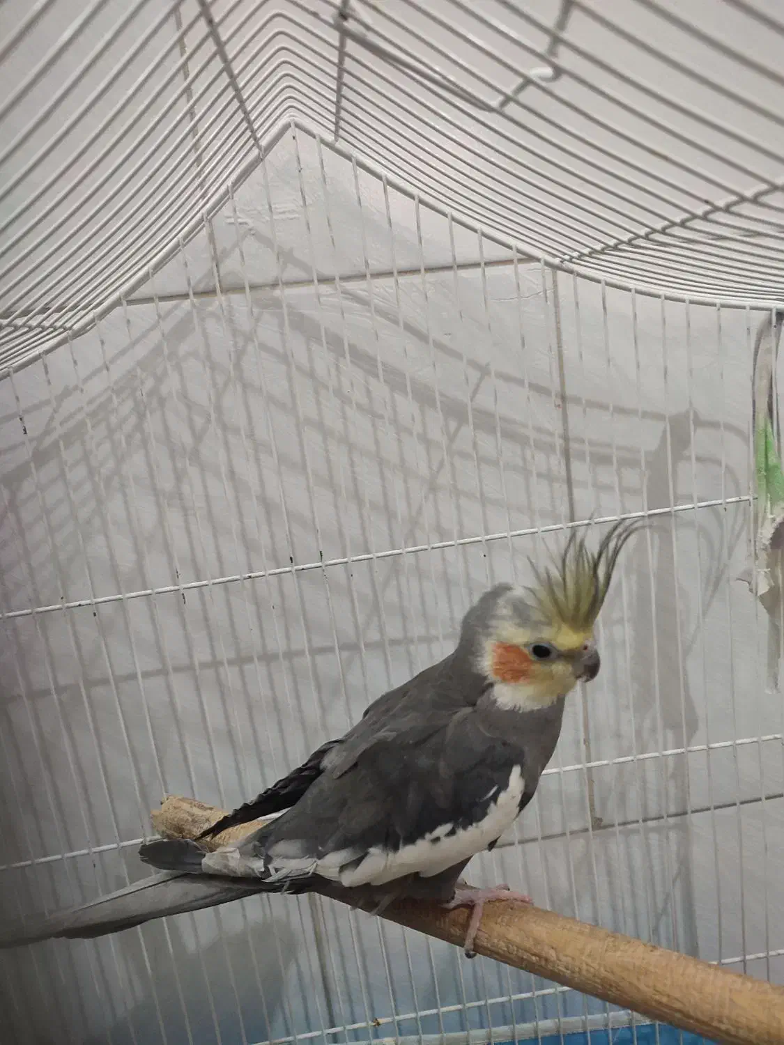 عروس هلندی آواز خوان تخم گذار|پرنده|یزد, |دیوار