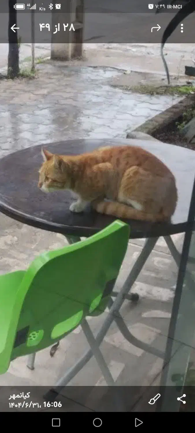 واگذاری گربه|گربه|ساری, |دیوار