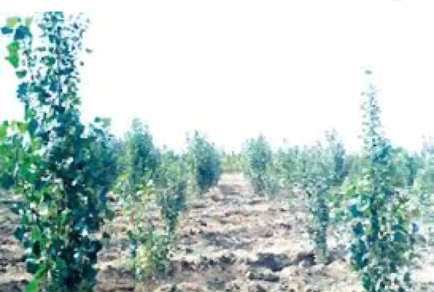 فروش باغ کبوده با سند تک برغ کاربری باغ مشجر|فروش زمین و ملک کلنگی|گندمان, |دیوار