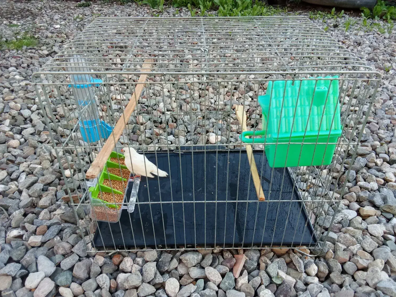 فنچ|پرنده|انبارآلوم, |دیوار