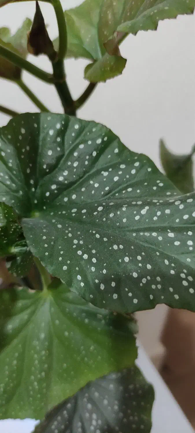 گل بگونیا خالدار|گل و گیاه طبیعی|زنجان, |دیوار