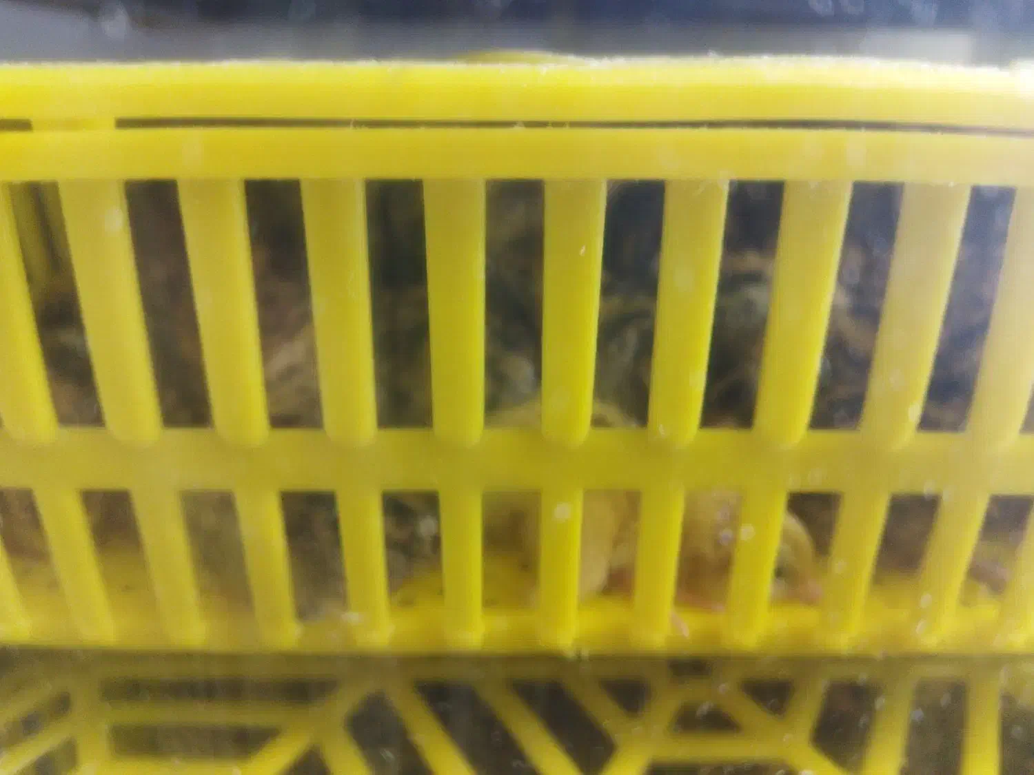 جوجه 1روزه بلدرچین|حیوانات مزرعه|گمیشان, |دیوار