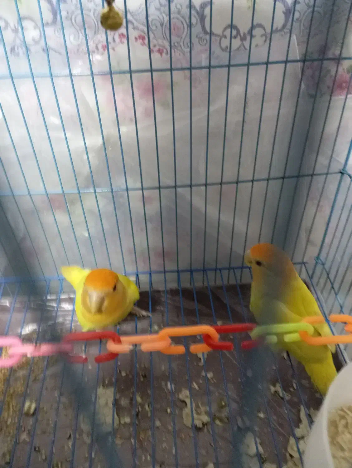 کوتوله اوپال|پرنده|شهرضا, |دیوار