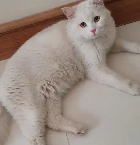 گربه سفید پیدا شده|گربه|تاکستان, |دیوار