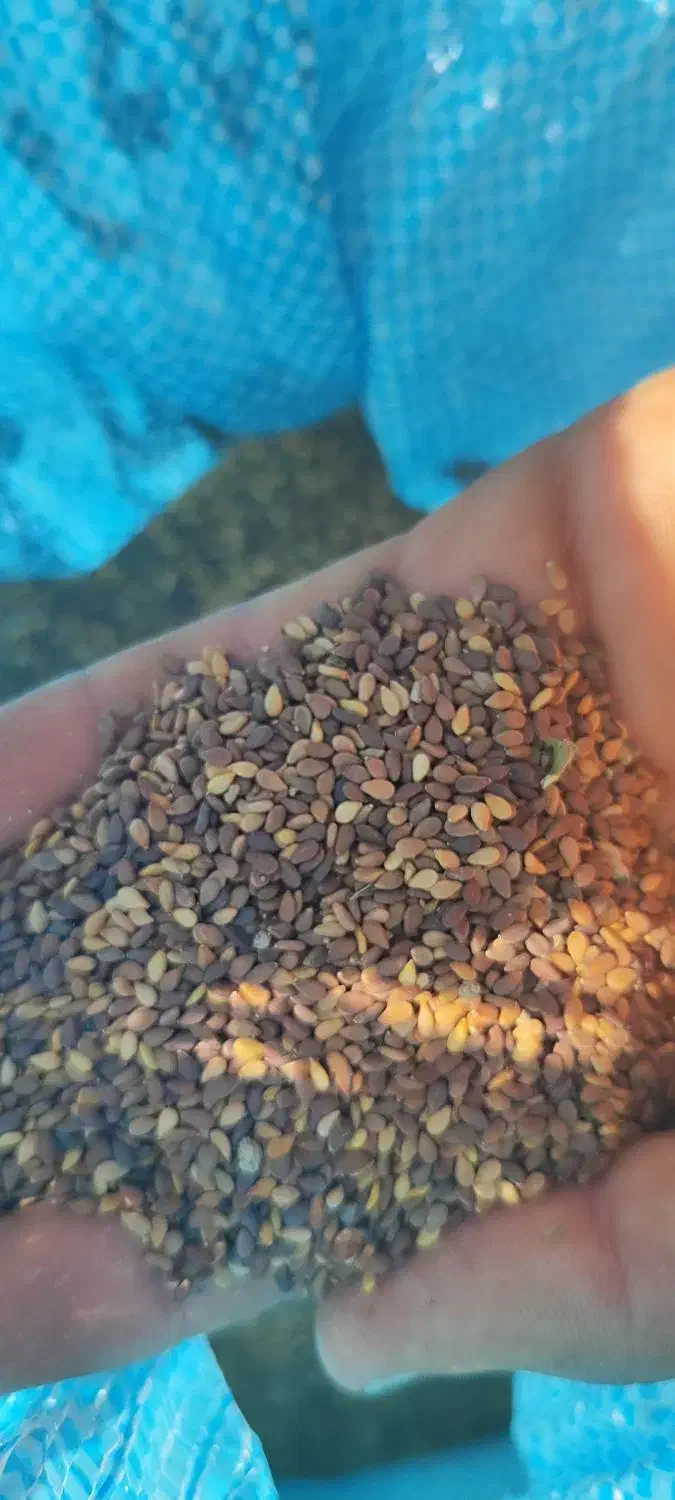 کنجد|عمده‌فروشی|کازرون, |دیوار