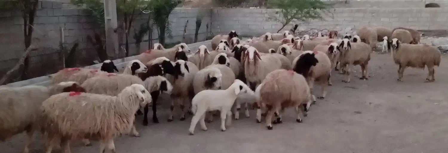 گوسفند|حیوانات مزرعه|سوسنگرد, |دیوار