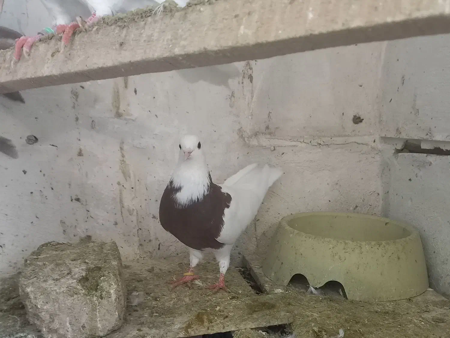 کبوتر طوقی (معاوضه با مرغ عشق و قناری نر )|پرنده|کنگاور, |دیوار