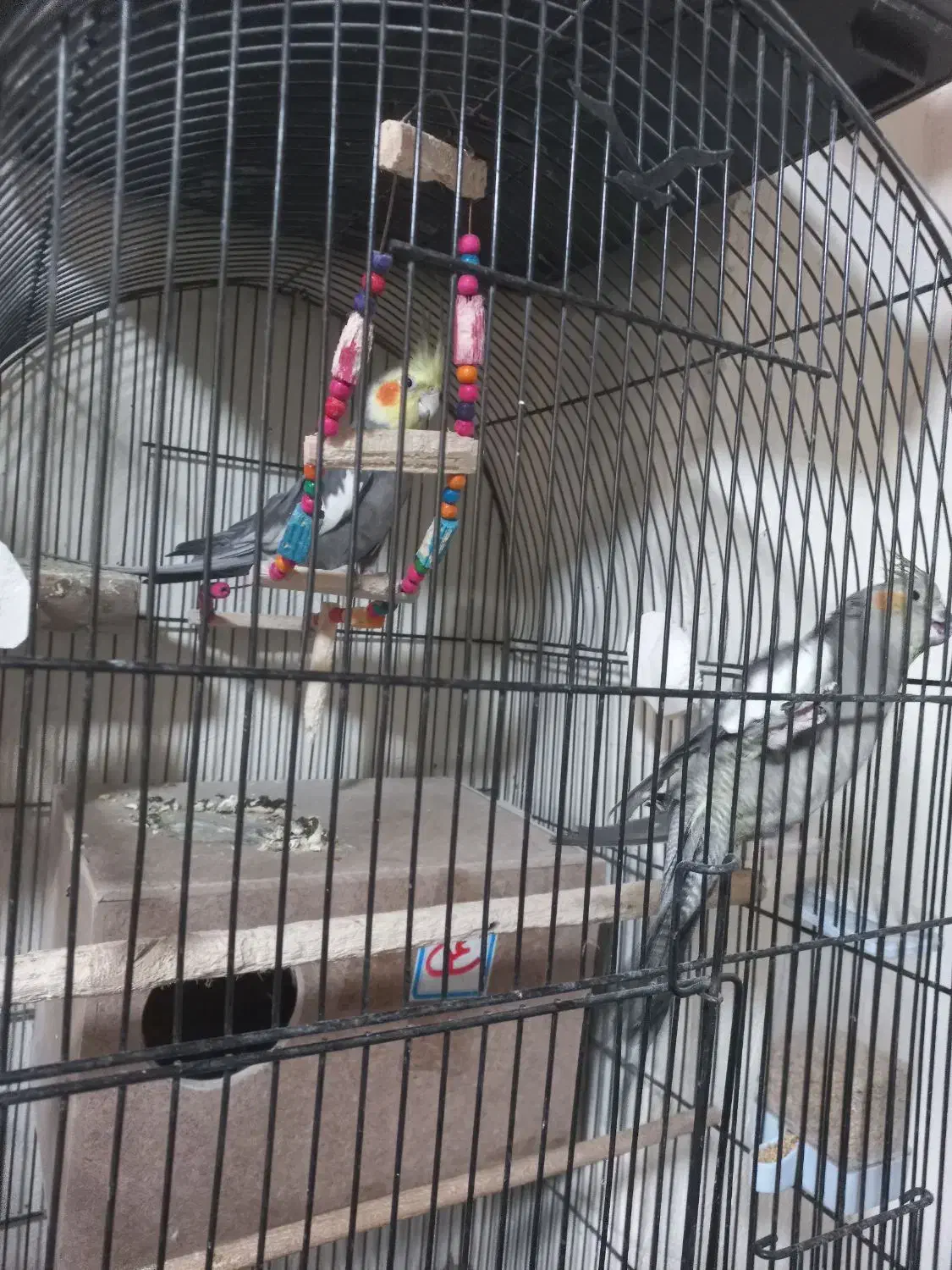 جفت مولد با تخم|پرنده|اصفهان, آبشار|دیوار