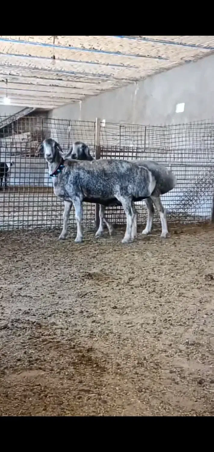 ۱۰ راس بره قوچی و بره ماده چینی قندوزی اصیل افغان|حیوانات مزرعه|قزوین, |دیوار