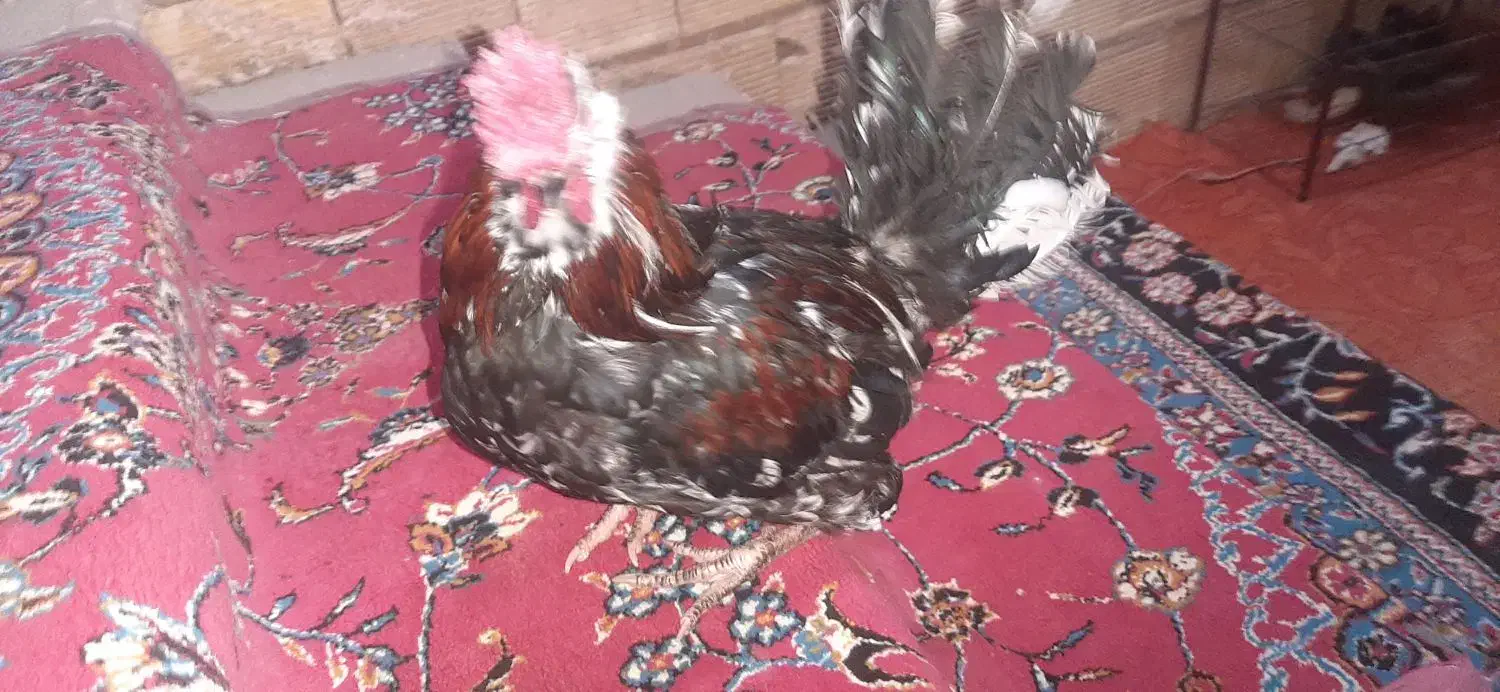 خروس چهل جیل گلین لری معاوضه با گندم یا خوراک|حیوانات مزرعه|بلداجی, |دیوار