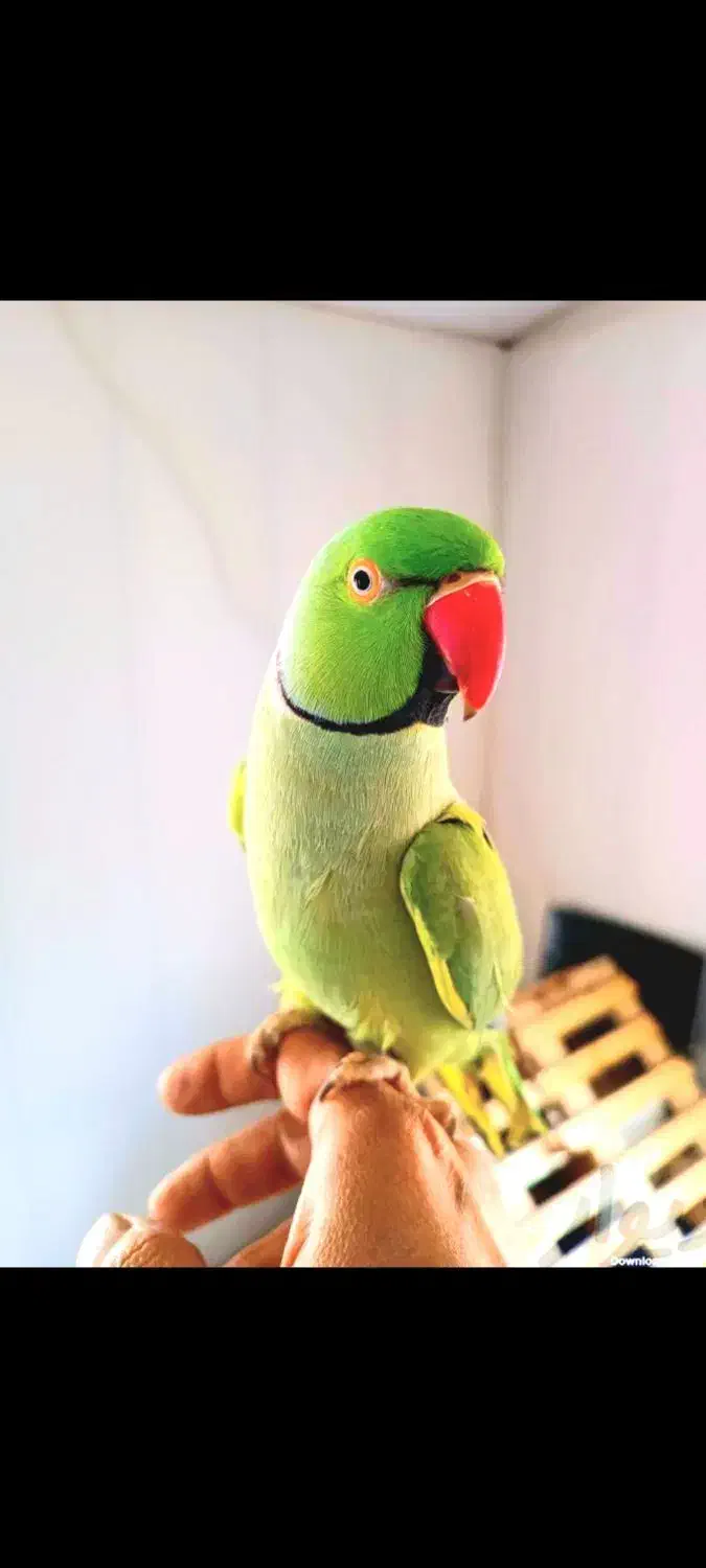 طوطی های بامزه زینتی راهب و غیره|پرنده|تهران, جیحون|دیوار