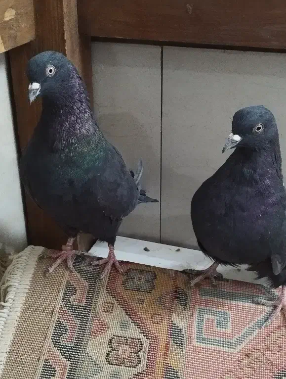 کبوتر|پرنده|اصفهان, ارغوانیه|دیوار