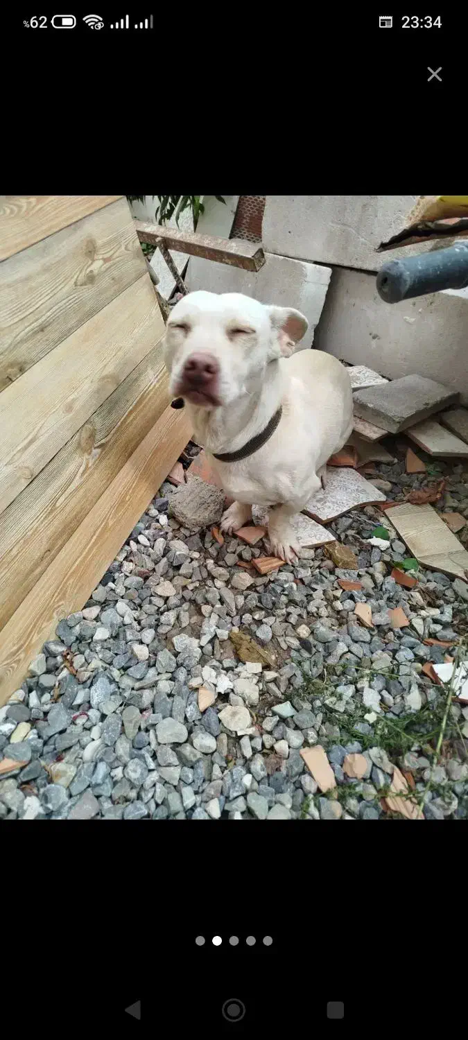 سگ پاکوتاه فروشی|سگ|فاضل آباد, |دیوار