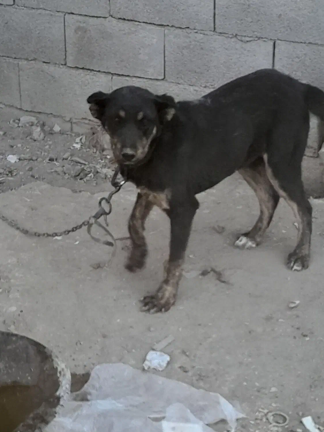 فروش انواع طول های پاپی و دوبرمن قیمت مناسب|سگ|فلاورجان, |دیوار