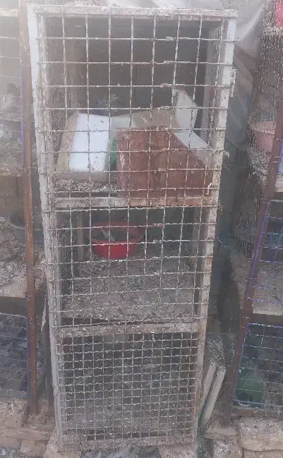 جفتکن کفتر کبوتر|لوازم جانبی حیوانات|گرمسار, |دیوار